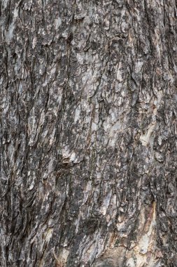 Ağaç kabuğu cilt dokusunu.