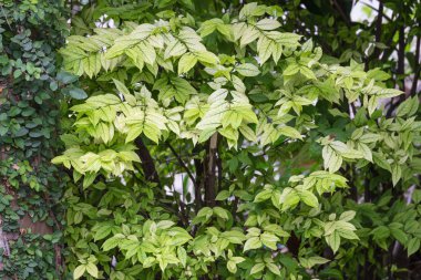 taze yaprak yeşil arka plan.