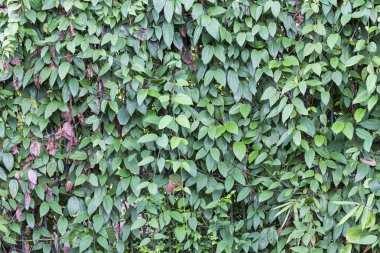 yaprak yeşil duvar arka plan.