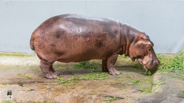 Kafeste otlatma su aygırı