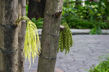 Caryota mitis Bahçe