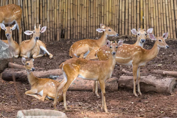 Group of eld's deers — Stock Photo, Image