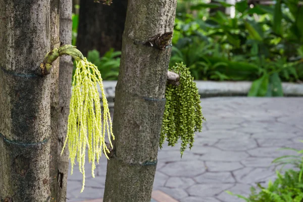 Caryota mitis Bahçe