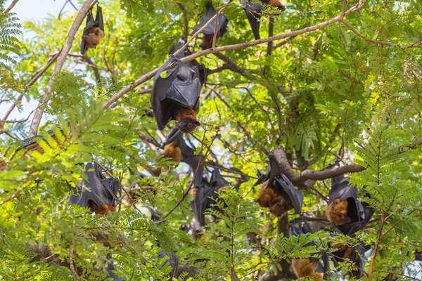 Raposas voadoras penduradas em uma árvore . — Fotografia de Stock