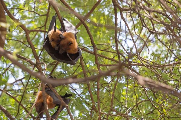 Raposas voadoras penduradas em uma árvore . — Fotografia de Stock