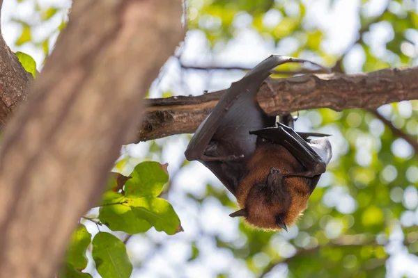 Flying foxes hanging on a tree. — Stock Photo, Image