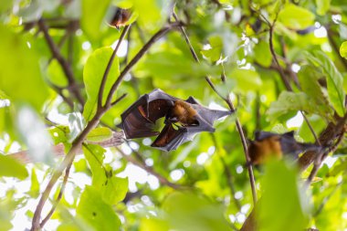 Uçan tilki Ağaçta asılı.