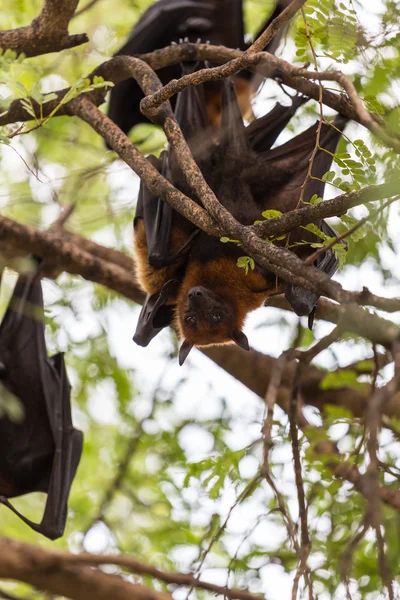 Raposas voadoras penduradas em árvores . — Fotografia de Stock