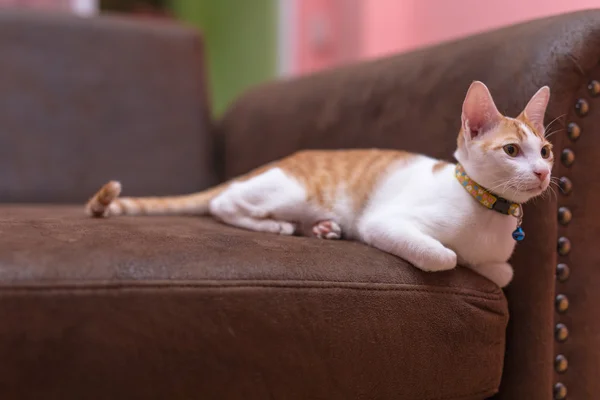 Krásná kočka Lehněte si na pohovce. — Stock fotografie