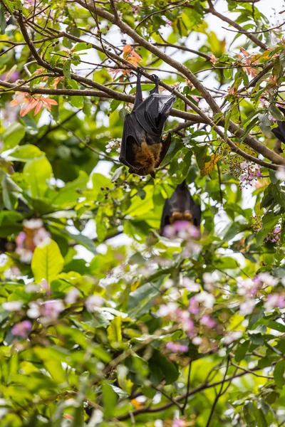 Raposas voadoras penduradas em árvores . — Fotografia de Stock