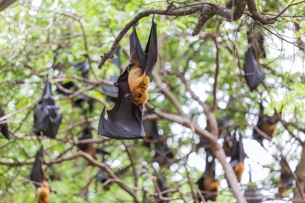 Raposas voadoras penduradas em árvores . — Fotografia de Stock