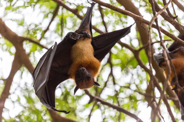 Renards volants suspendus aux arbres . — Photo