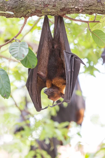 Flying foxes hanging on a tree. — Stock Photo, Image