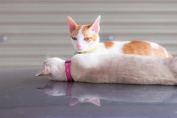 Jeden kočka vleže a jeden kočka sedí na střeše automobilu v ga — Stock fotografie