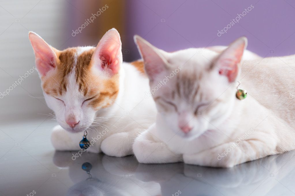 Couple de chats dormant sur la voiture de toit dans un garage, mettant l\u0027accent sur le dos chat \u2014 Image de yoshiki.maruko