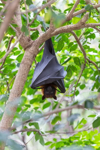 Flygande rävar hänger på träd. — Stockfoto