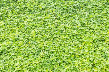 Yeşil Arachis Pintoi huylu arka plan dokusu.