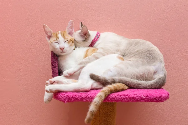 Dvě kočky spí a objímání na posteli. — Stock fotografie