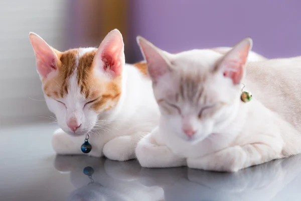 Couple of cats sleeping on car roof in a garage, focus on ba