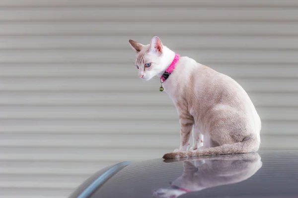 Krásná kočka sedí na střeše auta — Stock fotografie