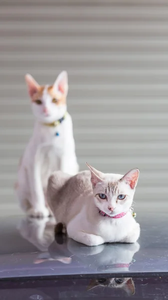 A couple of cats lying down on the car roof in the garage.