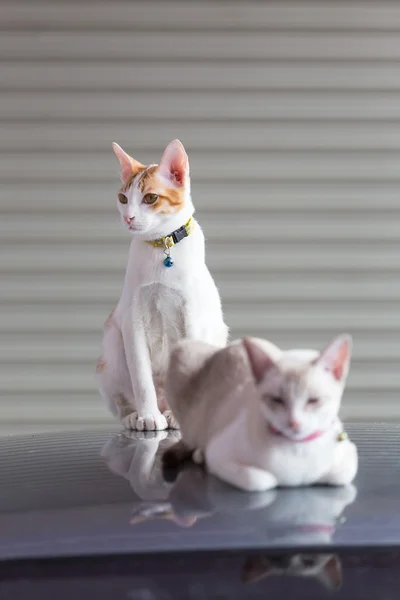 Dvě kočky, stojící na střeše auta v garáži zaměření na — Stock fotografie