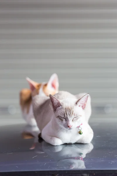 Garajda araba çatıda uyuyan kedi birkaç.