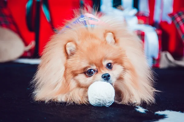 The Dog on the Background of New Year's Decoration — Stock Photo, Image