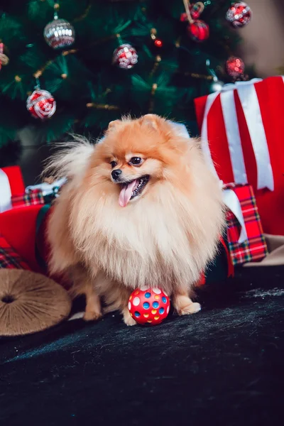 The Dog on the Background of New Year's Decoration — Stock Photo, Image