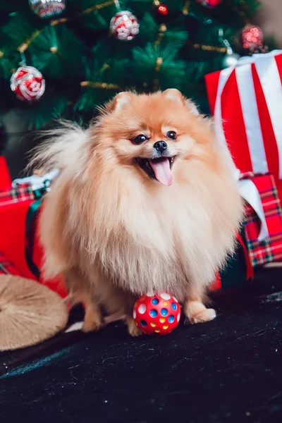 Pes na pozadí novoroční výzdoba — Stock fotografie