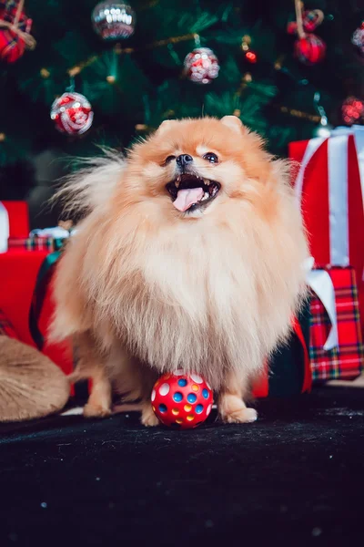 The Dog on the Background of New Year's Decoration — Stock Photo, Image