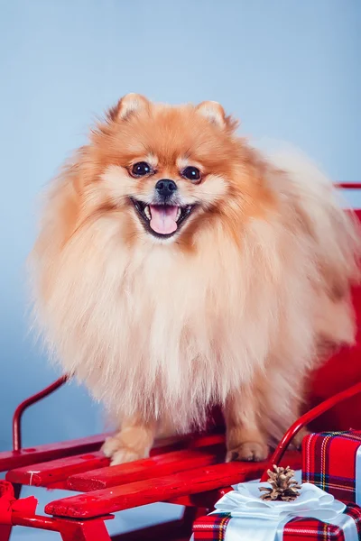 The Dog on the Background of New Year's Decoration — Stock Photo, Image