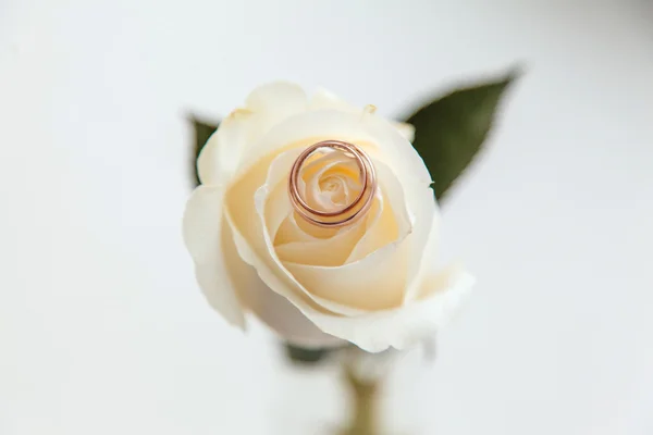 Обручальные кольца на розе — стоковое фото