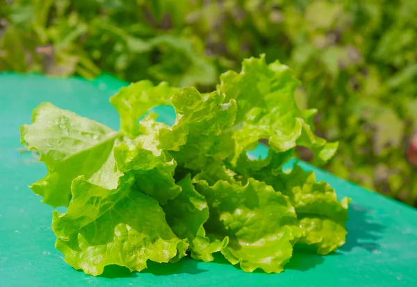Fresh green lettuce leaves ready for harvest. Lettuce is a mixture for making salads. This is lettuce garden with perfect motion and has a blur or bokeh effect in the background. — Stock Photo, Image