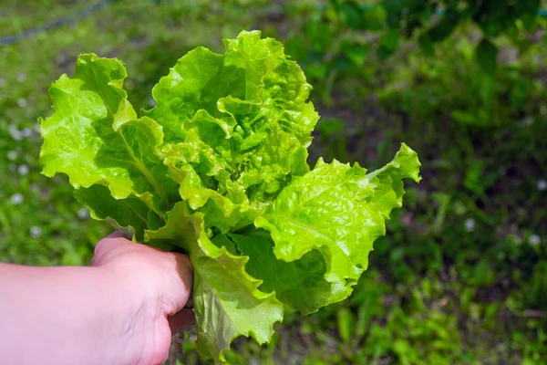 Gardener beautiful hands of a girl collects fresh green organic lettuce on a blurred background of the garden. Lettuce at hand in focus on the street. gardening and horticulture. — Stock Photo, Image