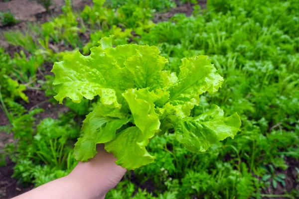 Садівник красиві руки дівчини збирають свіжий зелений органічний салат на розмитому фоні саду. Салат під рукою у фокусі на вулиці. садівництво та садівництво . — стокове фото