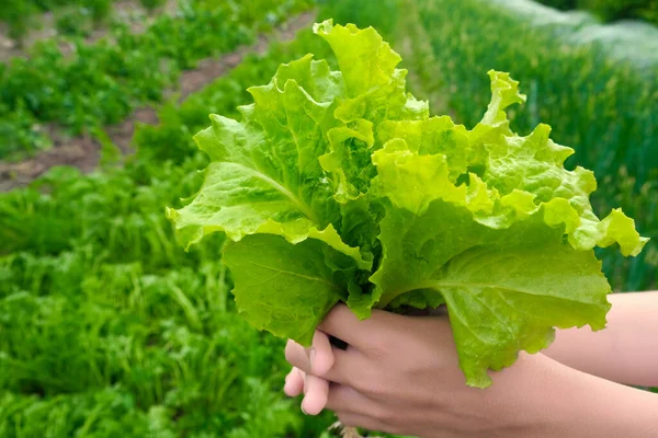 Самка вручную собрала свежий зеленый органический салат на размытом фоне сада. Латук под рукой в фокусе на улице. садоводство и садоводство. — стоковое фото