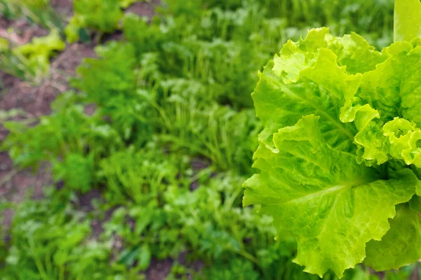 Fresh green lettuce leaves ready for harvest. Lettuce is a mixture for making salads. This is lettuce garden with perfect motion and has a blur or bokeh effect in the background. — Stock Photo, Image