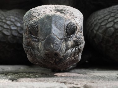 Bir Aldabra dev kaplumbağası Tanzanya 'nın Zanzibar kentindeki Hapishane Adası' ndaki kabuğundan sizi izliyor. Görüntüyü kapat.