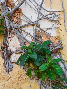 Sarı kil duvarda yeşil yapraklar ve kurumuş sarmaşık bitkisi.. 