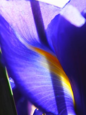 İris yaprağına yakından bak. Dikey çerçeve.