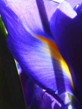 İris yaprağına yakından bak. Dikey çerçeve.