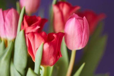 Canlı arkaplanda pembe ve kırmızı lalelerin buketine yakın görünüm.