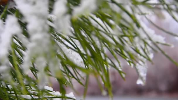 Close-up zicht op de tak van de kerstboom bedekt met sneeuw tijdens de dag. Wintertijd. — Stockvideo