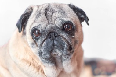 Gün boyu kameraya bakıp poz veren sevimli pug..