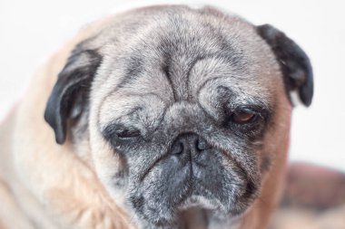 Tatlı köpek, gün boyunca oturma pozunda uyumaya çalış..