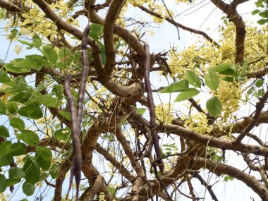 Gün boyunca commiphora leptophloeos ağacına bak.