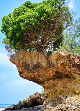 Dalgalar çekildiğinde kayanın üzerindeki mangrov ağacına alçak açıyla bak. Zanzibar, Hapishane Adası.