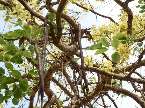 Gün boyunca commiphora leptophloeos ağacına bak.