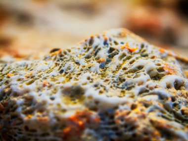 Sahil şeridinin yakınındaki turuncu mercanlara yakından bak. Seçici odaklanma, makro.